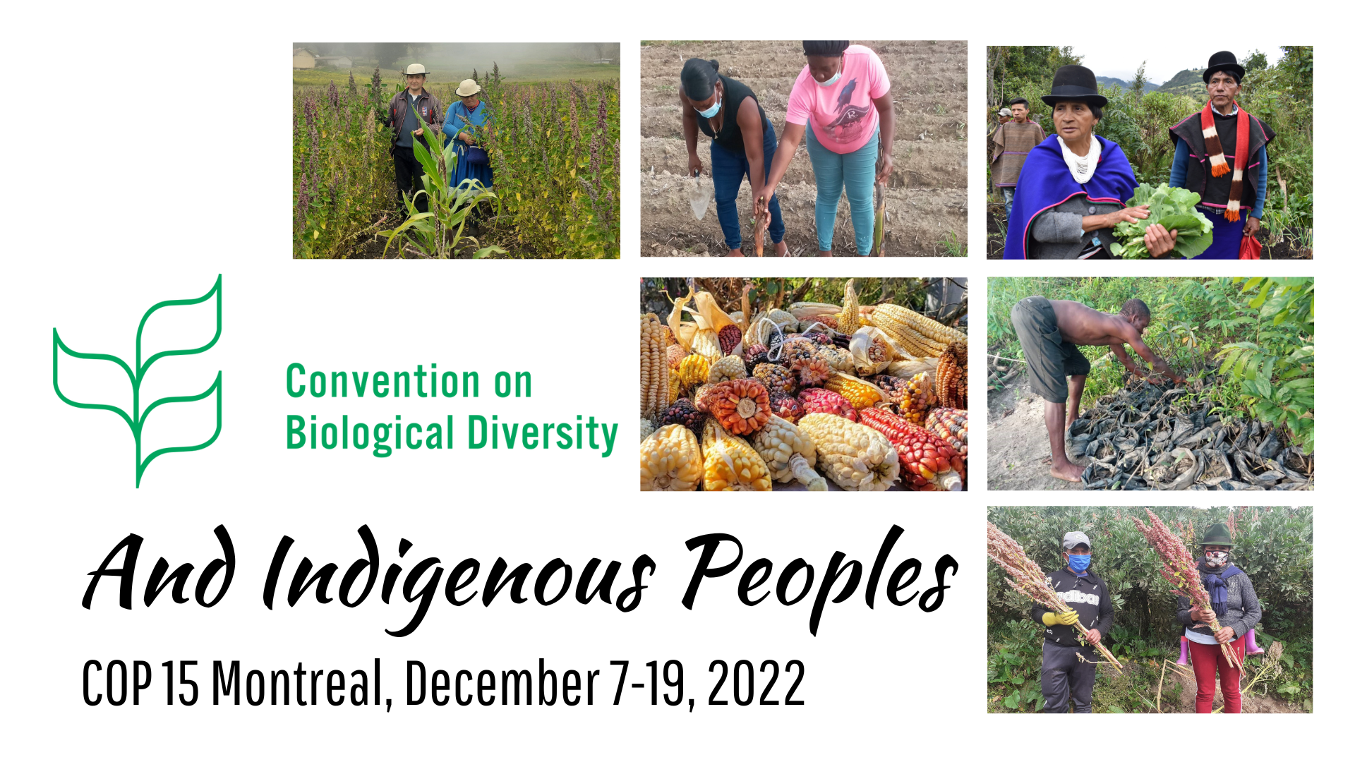 Securing Indigenous Peoples Rights And Protecting Biodiversity At 